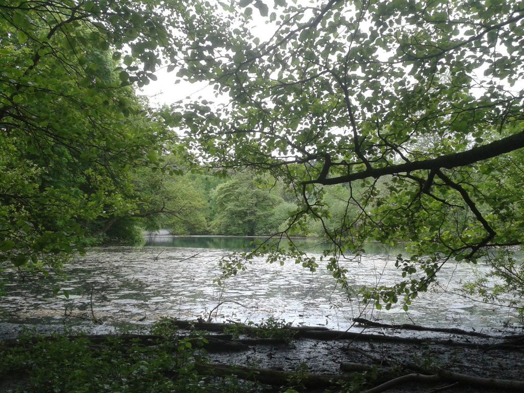 Lutter I (EmsLutter) Bielefelder Bäche